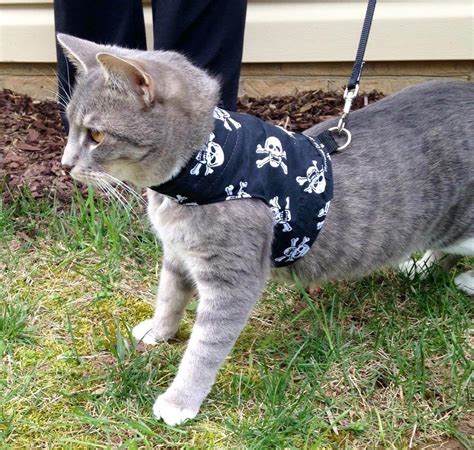 Best Cat Harness No Escape In 2021 I Love My Sweet Cats