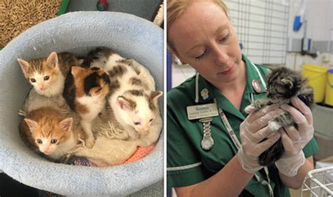 Thousands Of Kittens To Be Abandoned This Summer Rspca Warns Nature