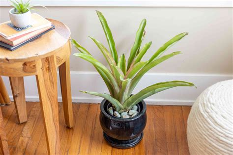 9 Types Of Bromeliads For Growing Indoors