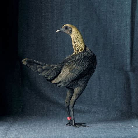 ‘magnificent Chicken The Weirdest Birds From Tamara Staples Photos