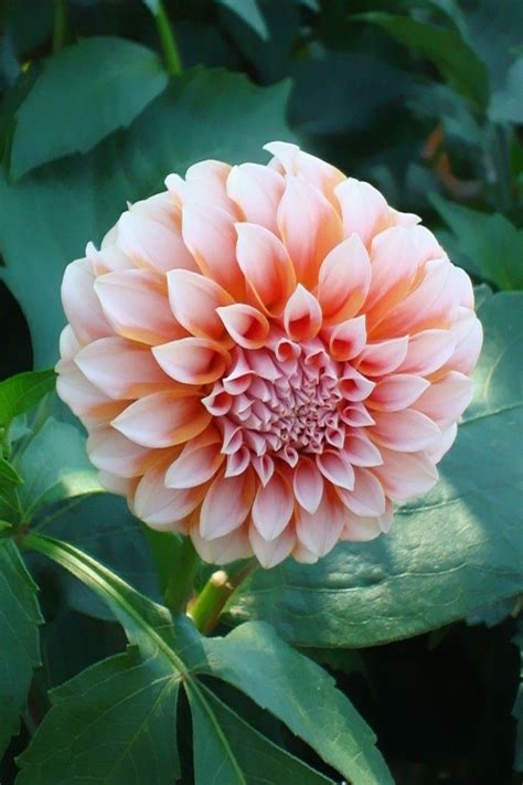 Dahlia Peaches And Cream Dahlia Sydney Gardens Peaches Cream