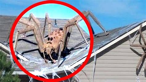 5 Giant Spider Caught On Camera And Spotted In Real Life Youtu