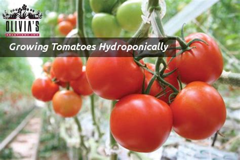 How To Grow Hydroponic Tomatoes Growing Tomatoes Indoors Growing