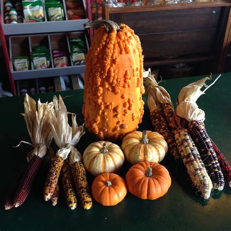 Pumpkins And Gourds Make Great Fall Holiday Decorations Holiday