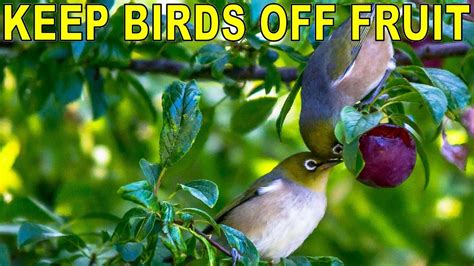 Keep Birds Off Fruit Trees And Gardens With Simple Tricks Youtube