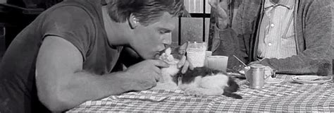 faster pussycat kill kill 1965 cinema cats