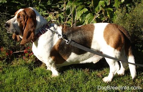 Basset Hound Dog Breed Information And Pictures