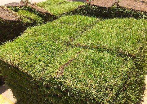 Living in florida brings a constant struggle to maintaining a beautiful yard year round. Neil Sperry: Planting grass for a mid-summer lawn makeover ...