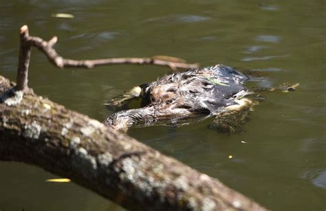 Dead Geese Found At Joburg Zoo Lake The Citizen
