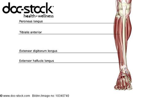 There are four muscles in the anterior compartment of the leg: An anterior view of the muscles of the leg. - Royalty Free ...