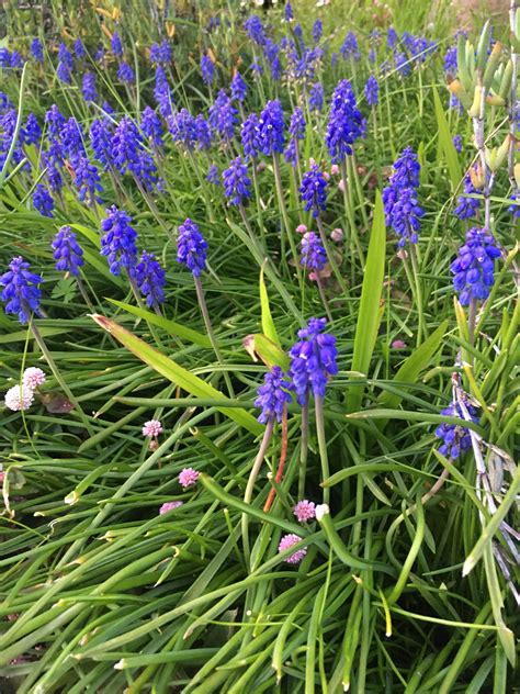 Small Grass Like Plant With Beautiful Bluepurple Flowers Sf Bay Area