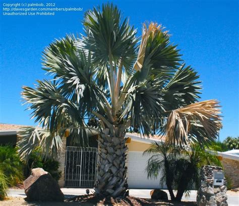Bismarck palms are adaptable plants but require the right climates for optimal growth. PlantFiles: Picture #120 of Bismarck Palm, Bismark Palm ...
