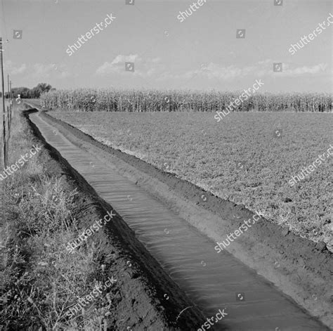 Irrigation Ditch Running Through Alfalfa Corn Editorial Stock Photo