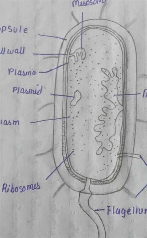 Draw Neat Labelled Diagrams Of A Eukaryotic And A Prokaryotic Cell