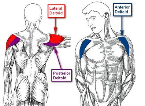 Chest And Arm Muscles Diagram Why Is The Chest Area Near My Armpit