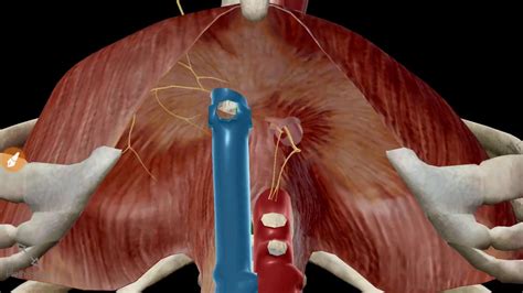 Les Orifices Du Diaphragme Youtube