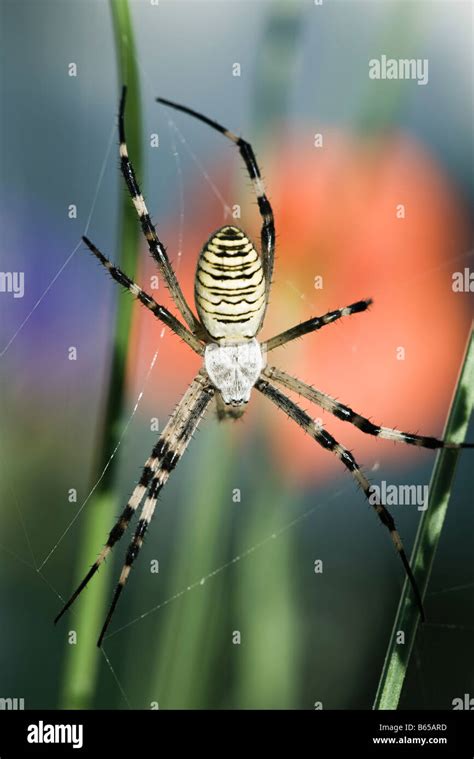Yellow Garden Spider Argiope Aurantia In Web Waiting For Prey Stock