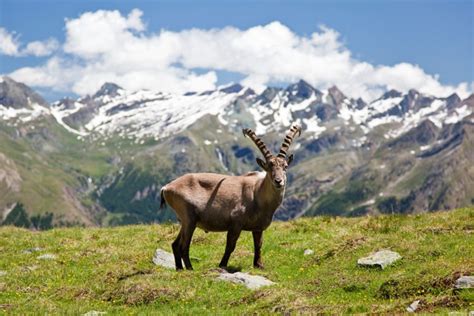 It's a pretty small animal for being a bovid. 21 Wild Animals in Italy - christineabroad.com