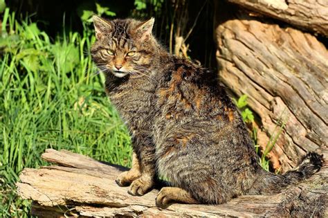 Scotland Has A Native Wildcat Species That Faces Extinction