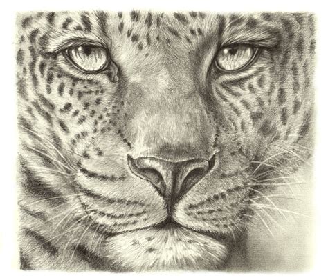 Pencil Drawings Of Leopards Pencil Drawing Leopard﻿ Leopard Art