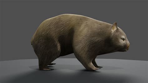 3d Model 3d Animated Common Wombat Vr Ar Low Poly Cgtrader