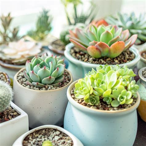 We did not find results for: Must-Know Tips for Watering Succulents in 2020 | How to ...