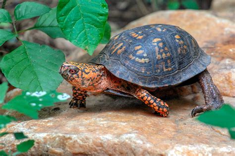 State Reptile Of North Carolina Eastern Box Turtle Symbol Hunt