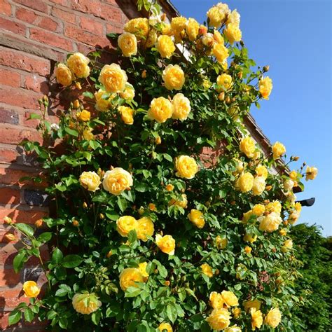 Graham Thomas Potted Roses Delivery Type Climbing Roses David
