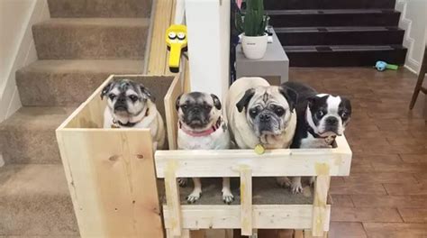 Ob das haus früher angemessen war, sei unerheblich. Wie ein Hundeaufzug aussieht, den eine Amerikanerin für ...