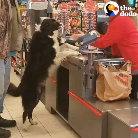 The Dodo Dog Picks Out His Own Treats At The Store