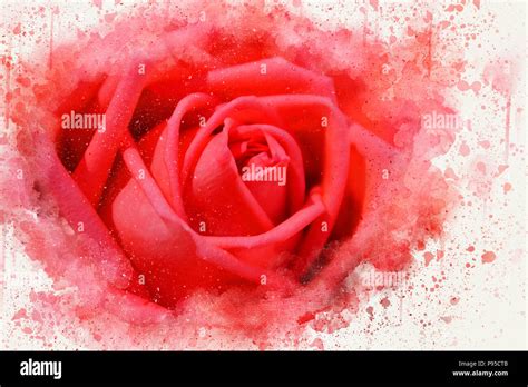Abstract Red Rose Flower Blooming On Colorful Watercolor Painting