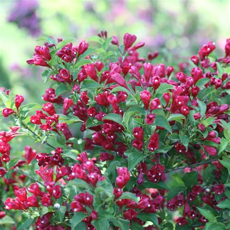 Sonic Bloom Red Weigela Buy Proven Winners® Plants Online Proven