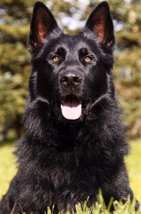 Black German Shepherd ♥♥♥ German Shepherd Dogs Shepherd Dog Dogs
