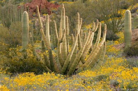 Wildflowers Organ Pipe Cactus National Monument Arizona Photos By