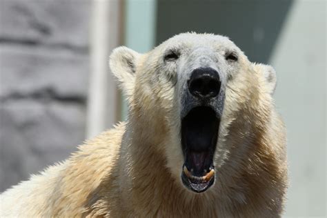 Polar Bear Howling To The Camera · Free Stock Photo