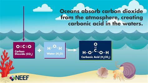 understanding the science of ocean and coastal acidification ocean and coastal acidification