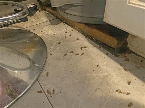 Cowleys Pest Services Pests We Treat Photo Album Heavy Cockroach Infestation In Asbury Park Nj