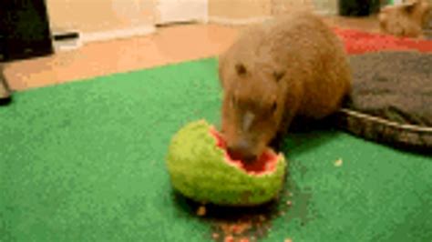 Capybara Eating A Watermelon Faster Youtube
