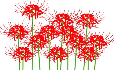 Red Spider Lily Flower Clipart Free Download Transparent Png Creazilla