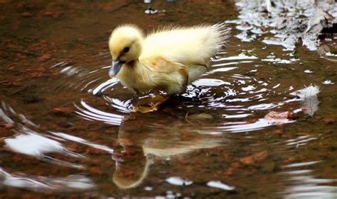 Wallpaper Animals Reflection Wildlife Baby Duck Pond Goose