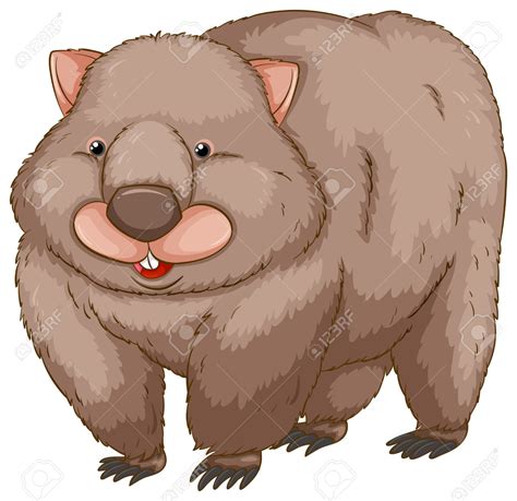Download Wombat Clipart For Free Designlooter 2020 👨‍🎨