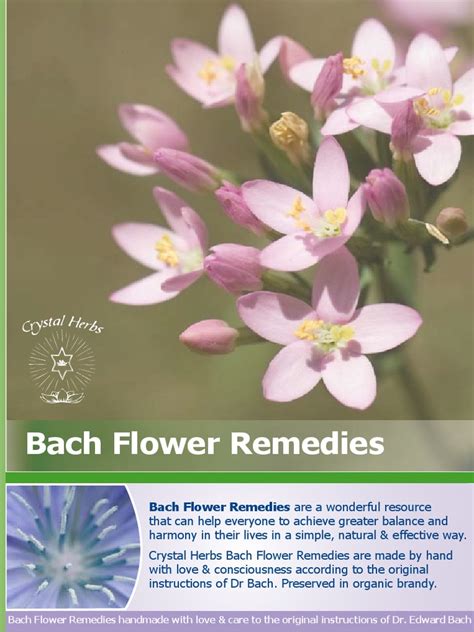 Bach Flower Remedies Are A Wonderful Resource Bach Flower Remedies