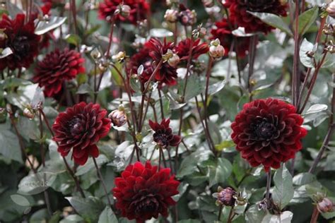 Since our flowers are shipped directly from our farms, you can enjoy the longest life possible for our wholesale floral centerpieces. Buy decorative dahlia tuber Dahlia Karma Choc (PBR): £3.99 ...