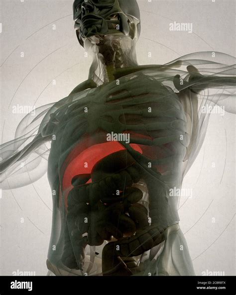 Anatomy Illustration Of Human Liver Inside Body Xray 3d Illustration