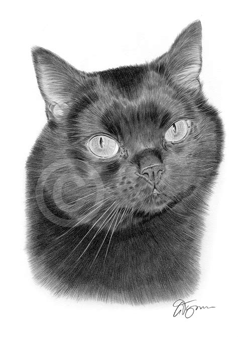 Black Cat Art Pencil Drawing Print A4 A3 Signed By