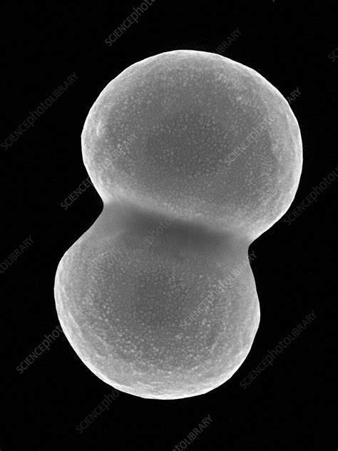 Staphylococcus Aureus Sem Stock Image C0370112 Science Photo