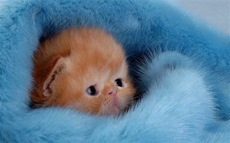 Find photos of little kitty. Cute Kitten Wallpaper - Kittens Wallpaper (16094695 ...
