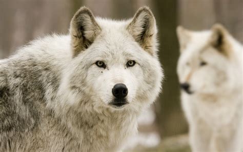 Animals Wolf Wolves Face Eyes Pov Predator Wildlife Nature