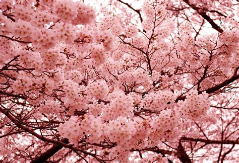 Cherry Blossoms Amazingly Beautiful Photos Stories Пейзажи Япония