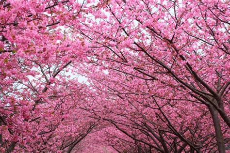 Cherry Blossom Tree Background 3469x2116 Wallpaper